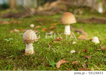 公園の針葉樹の下に何だか可愛い白い斑点のキノコ テングタケの仲間か 5の写真素材