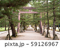 出雲大社 松の参道 59126967