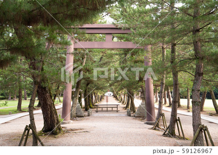 出雲大社 松の参道 出雲大社 松の参道 59126967
