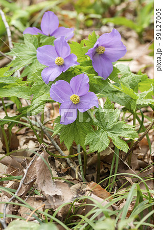 シラネアオイ 59127005