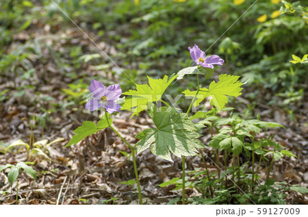 シラネアオイ 59127009
