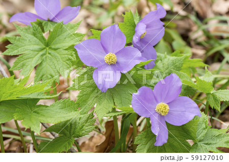 シラネアオイ 59127010