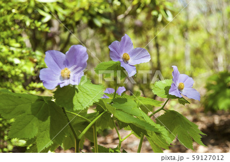 シラネアオイ 59127012