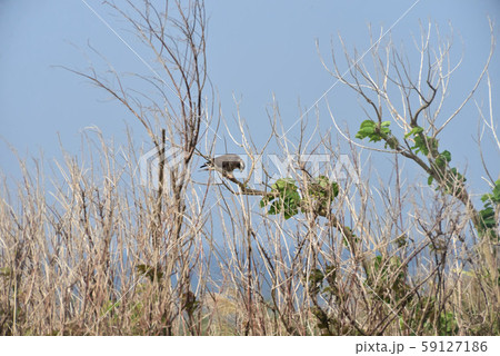 宮古島 秋の渡り鳥 鷹の写真素材