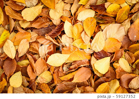 Background group autumn orange leaves. Outdoor. Background group autumn orange leaves. Outdoor. 59127352