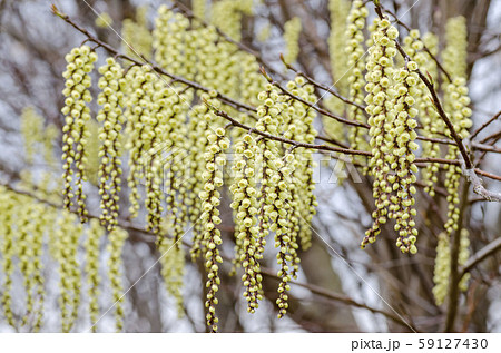 キブシ キブシ 59127430