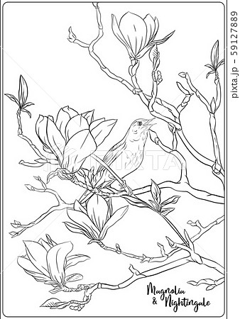 Magnolia tree branch 59127889