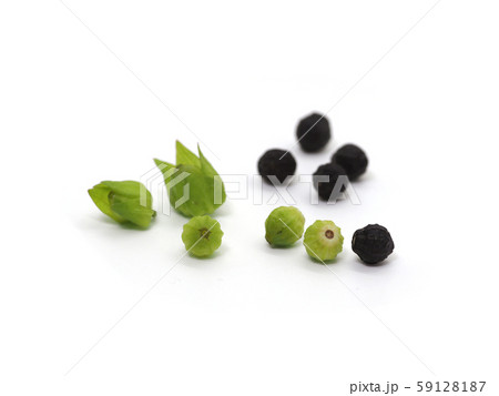 オシロイバナの種（黄緑色と黒） 59128187