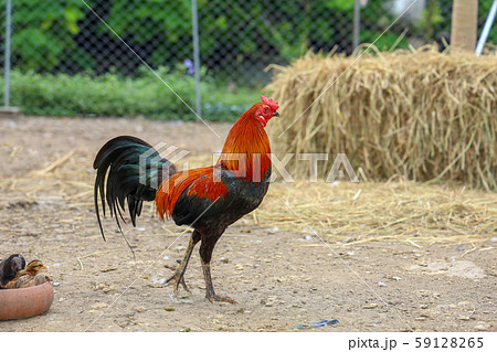 fighting cock and baby cock eat food in farm at 59128265