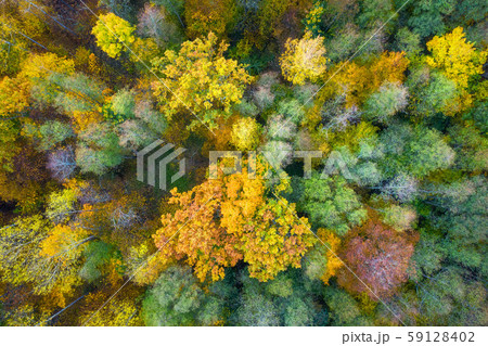 Autumn background. Beautiful yellow, green and red 59128402