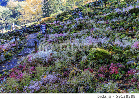 湯沢高原 パノラマパーク アルプの里 湯沢高原 パノラマパーク アルプの里 59128589