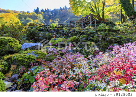 湯沢高原　パノラマパーク　アルプの里 59128602