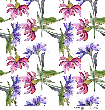 Aster floral botanical flowers. Watercolor background illustration set. Seamless background pattern. 59129262