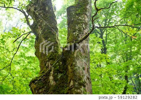 トチの木　山形県　玉簾の滝 59129282