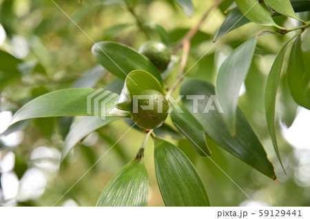 ナギの実 ナギの実 59129441