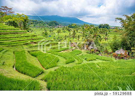 インドネシア　バリ島　ジャティルイのライステラス　棚田 59129688