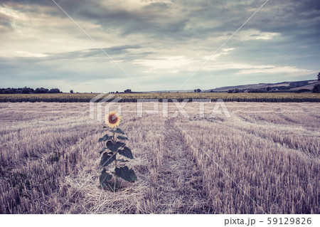 Agricultural landscape with sunflowers 59129826