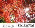 紅葉 59130736