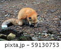 キタキツネ餌探し 59130753