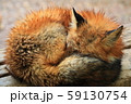 キタキツネお昼寝（籠る） 59130754