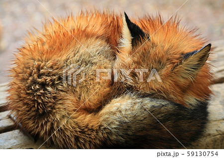 キタキツネお昼寝（籠る） 59130754