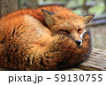 キタキツネお昼寝（丸まる） 59130755