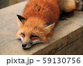 キタキツネお昼寝（地面） 59130756