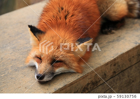 キタキツネお昼寝（地面） 59130756