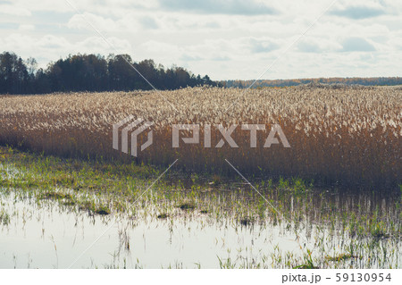 The reeds on the lake in the national park in The reeds on the lake in the national park in 59130954