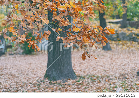 Old oak in the summer park 59131015