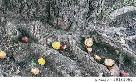 Chestnuts at the roots of a tree 59131066