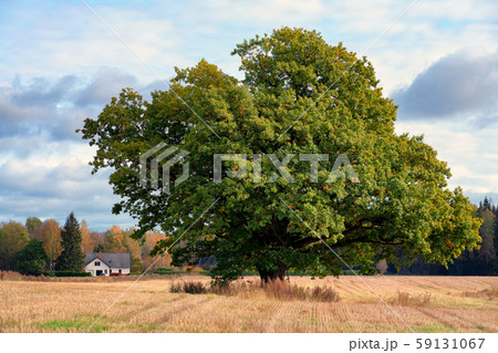 Mighty oak on a sloping field Mighty oak on a sloping field 59131067