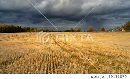 Mowed field against the background of autumn Mowed field against the background of autumn 59131070