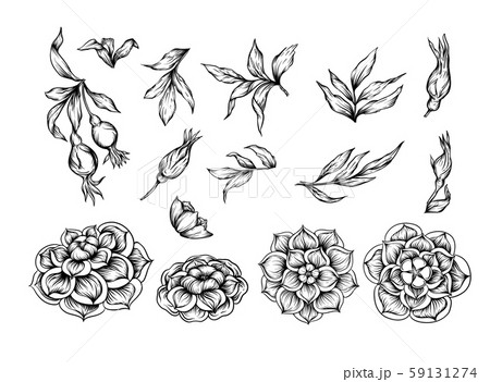 Roses Element for design. 59131274