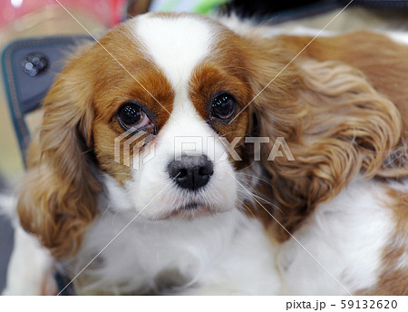 dog show dog show 59132620