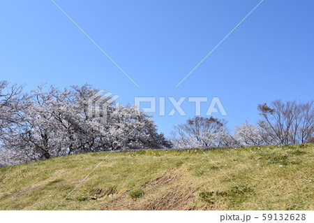 大庭城址公園 桜 春イメージ 大庭城址公園 桜 春イメージ 59132628