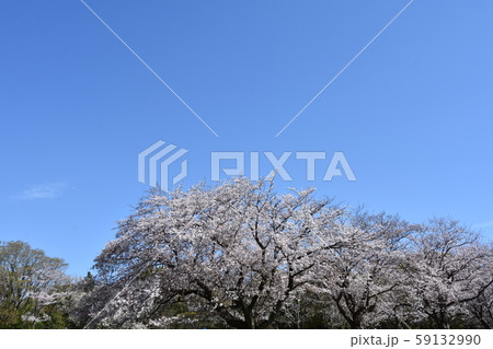 青空と桜 春イメージ 青空と桜 春イメージ 59132990