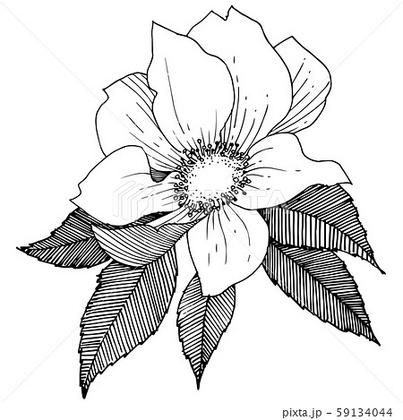 Wild rose in a vector style isolated. Wild rose in a vector style isolated. 59134044