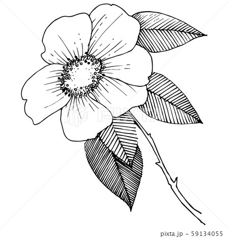 Wild rose in a vector style isolated. Wild rose in a vector style isolated. 59134055
