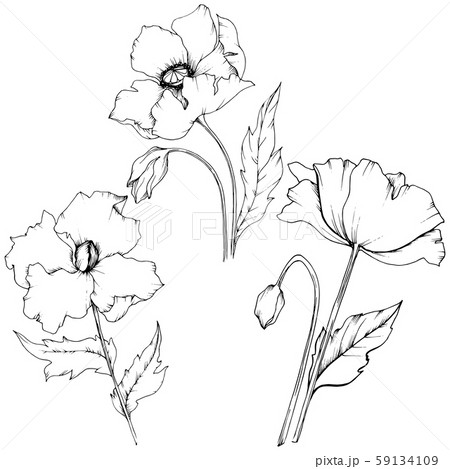 Wildflower poppy in a vector style isolated. 59134109