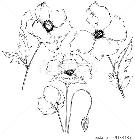 Wildflower poppy in a vector style isolated. Wildflower poppy in a vector style isolated. 59134135