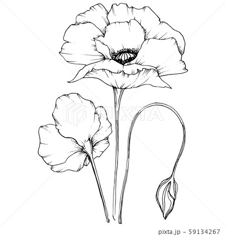 Wildflower poppy in a vector style isolated. 59134267