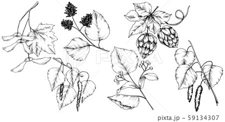 Vector autumn leaves. Isolated illustration element. Leaf plant botanical garden floral foliage. 59134307