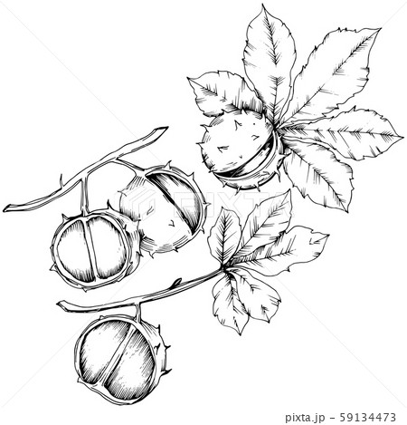 Vector autumn chestnut plant and leaves. Leaf plant botanical garden floral foliage. 59134473