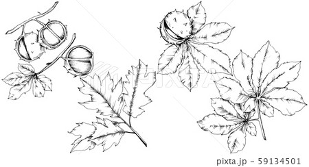Vector autumn chestnut plant and leaves. Leaf plant botanical garden floral foliage. Vector autumn chestnut plant and leaves. Leaf plant botanical garden floral foliage. 59134501