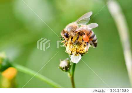 蜜蜂 59134589