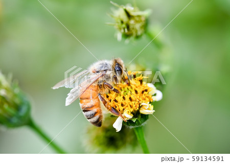 蜜蜂 59134591