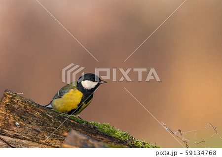 Wildlife shot of Great tit (Parus major) on branch. Wildlife shot of Great tit (Parus major) on branch. 59134768