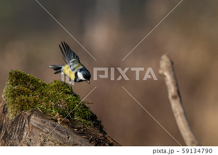 Wildlife shot of Great tit (Parus major) on branch. Wildlife shot of Great tit (Parus major) on branch. 59134790