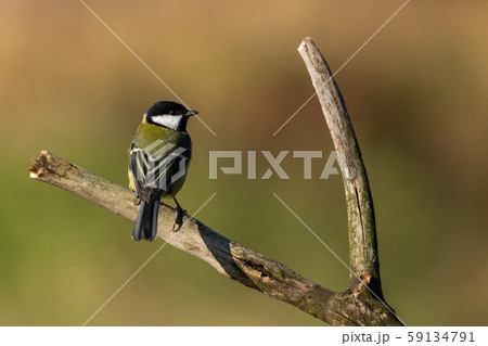 Wildlife shot of Great tit (Parus major) on branch. 59134791